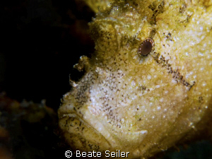 Leaf scorpion fish , taken with canon G10 and UCL165 by Beate Seiler 